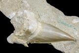 Eocene Otodus Shark Tooth Fossil in Rock - Huge Tooth! #171288-6